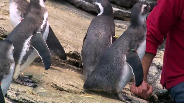 Zoo keeper man feeding Magellanic penguins