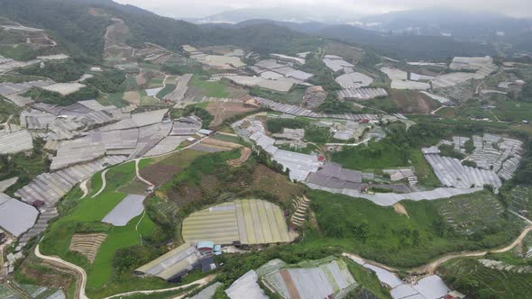 Cameron Highlands, Pahang Malaysia