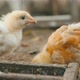Little Chickens Eat Food - VideoHive Item for Sale