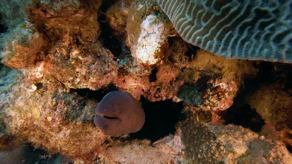 Underwater Red Sea Giant Moray