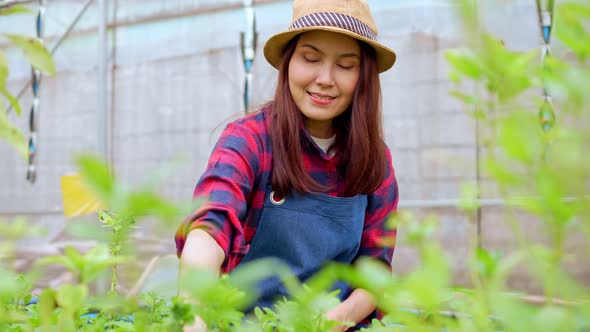 Portrait of happy Asian woman farmer holding basket of fresh vegetable salad in an organic farm in a