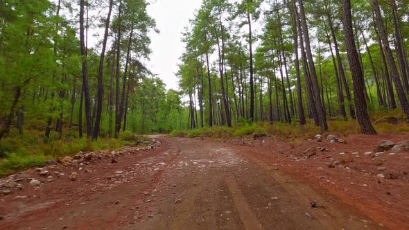 Car Drive Forest