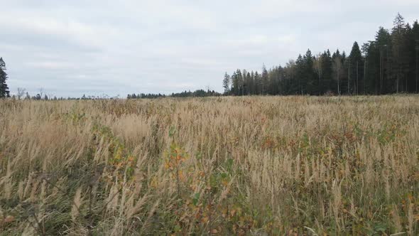 Flying Over a Yellow Autumn Field