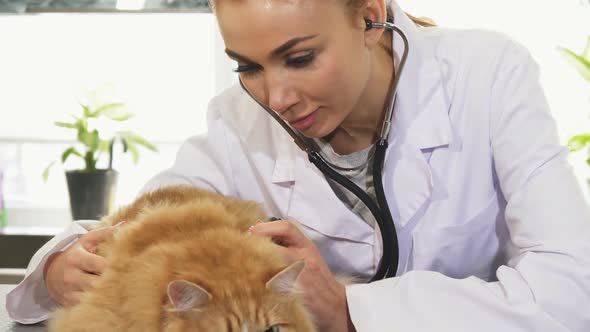 Professional Female Vet Examining Cute Ginger Cat with a Stethoscope