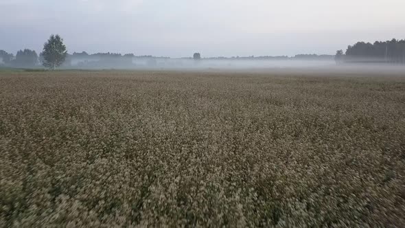 Flight Above Buckwheat Field