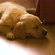 Adorable young Golden Retriever puppy asleep on floor, cute dog closeup - VideoHive Item for Sale