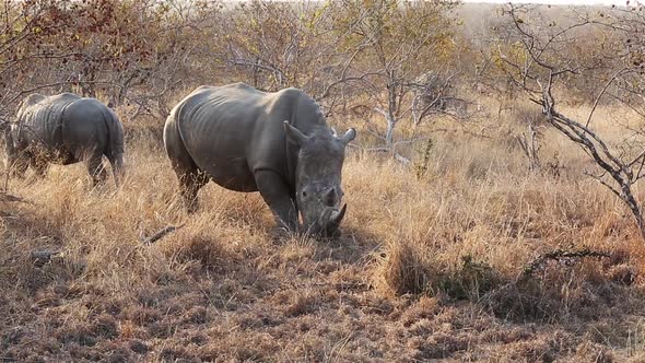 Grazing White Rhino Moves Slowly Towards the Camera