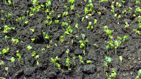 Mustard Sprouting Time Lapse  Video