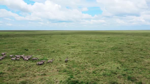 Aerial Shot of a Zebra Tanzania