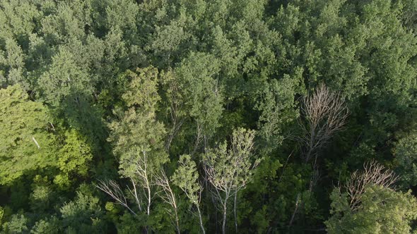 Pine Forest Camera Tilts Upward In Flight