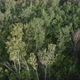Pine Forest Camera Tilts Upward In Flight - VideoHive Item for Sale