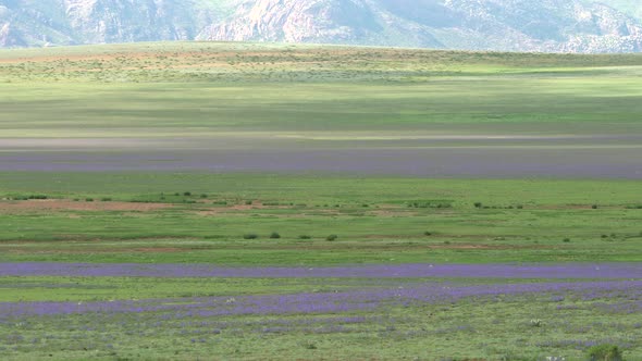 Flowering Large Meadows in the Mongolia Steppes