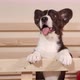 happy corgi puppy black and white at home, barking and jumping - VideoHive Item for Sale