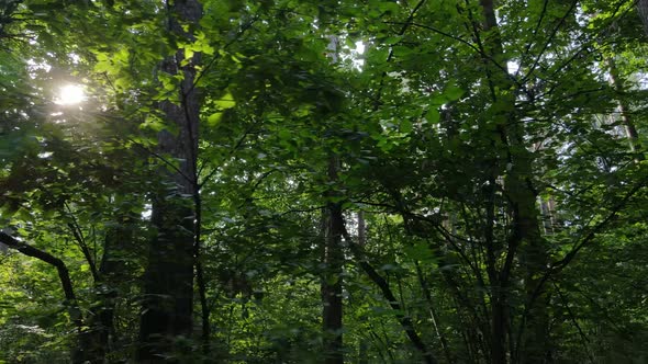 Slow Motion View of Green Forest By Day