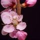 Peach Blossom Timelapse Rotating on Black - VideoHive Item for Sale