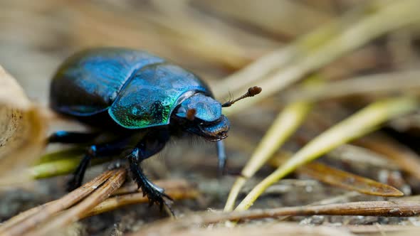 Close-up of an Earth-boring Dung Beetle Geotrupidae on the Forest Floor