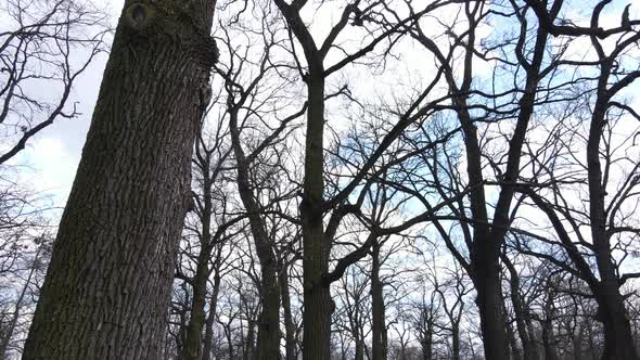 Aerial View of a Forest Without Leaves Slow Motion