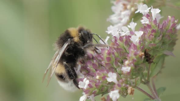 Bumblebee And Flower