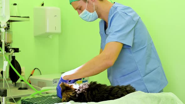 Veterinarian Surgeon Preparing Dog with Anesthesia for Surgery Preparing Intubation and Mechanical
