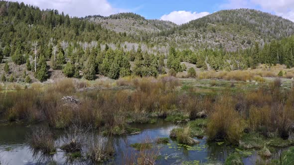 Flying over beaver pond looking towards mountains with pine trees