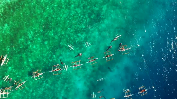 Aerial view of tourists swimming with whale sharks, Oslob, Philippines.