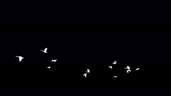 4K Flying Swans Silhouette