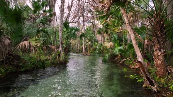 Palm fronds adorn the banks at Kings Landing in Florida