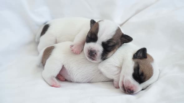 Newborn Puppy Sleeping on White Plaid