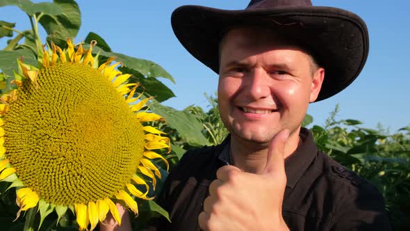 A Young Farmer Examines a Flowering Sunflower He Analyzes the Harvest