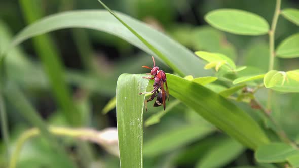 Medium Close Shot of a Large Wasp on a Green Plant Leaf