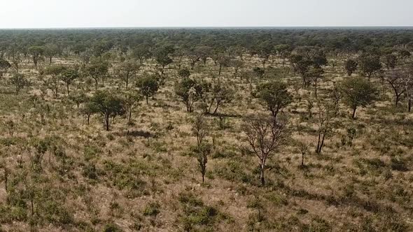 Aerial View  the Savannah, Kalahari Namib Desert Botswana, Africa. Dron Shot