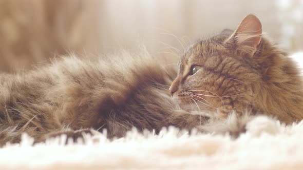 Beautiful red cat lying on bed on plaid indoors in bedroom, fluffy Siberian cat