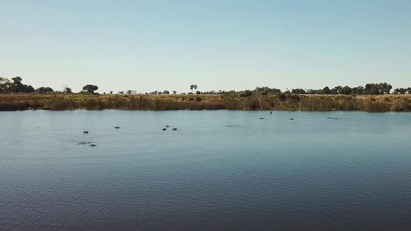 Hippo Swimming, Then Ducking Underwater in a River, Okavango Delta, Botswana, Africa. Aerial  View o