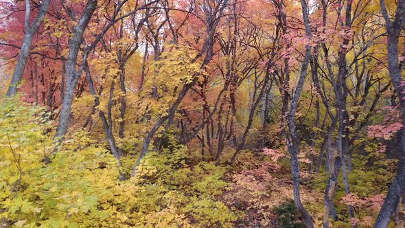 Slowly flying through colorful forest during Autumn in Utah