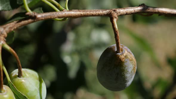 Plum fruit on the tree branches close-up 4K 2160p 30fps UHD footage - Shallow DOF of organic Prunus 