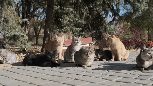 Lot of Stray Cats are Sitting Together in a Public Park in Nature Slow Motion