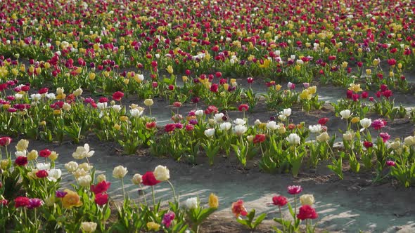 Beautiful Tulips Wave in Gust of Wind Growing in Farm Field