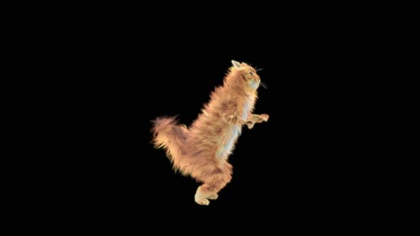 Cat Dancing HD