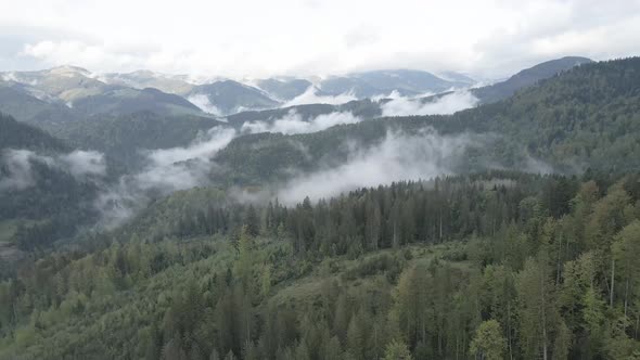 Ukraine, Carpathian Mountains: Beautiful Mountain Forest Landscape. Aerial, Flat, Gray