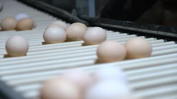 Eggs on the Production Line