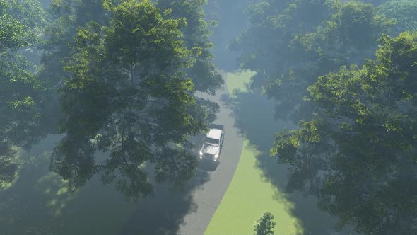 Road In The Forest alt