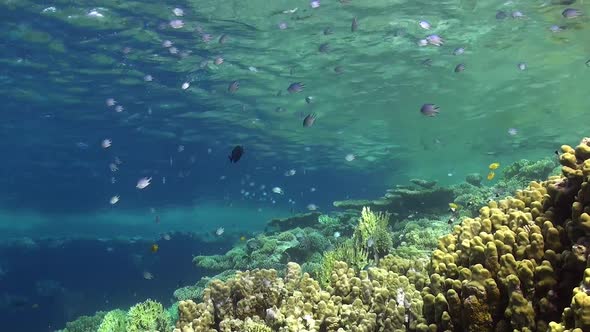 Shallow coral reef with ree fishes and hard corals in the red Sea