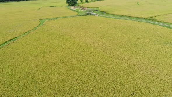 Aerial Rice Farm