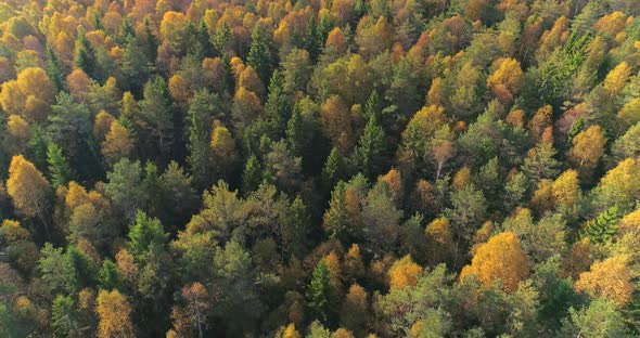 Forest In Beautiful Colors In The Autumn Aerial Shot