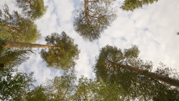 Looking Up Perspective of Trees in England Forest and Sky | Rotating Shot