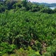 Drone Image Of A Palm Plantation On An Island - VideoHive Item for Sale