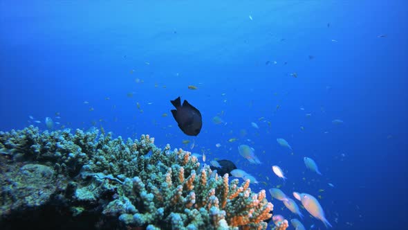 Colourful Fish and Blue-Green