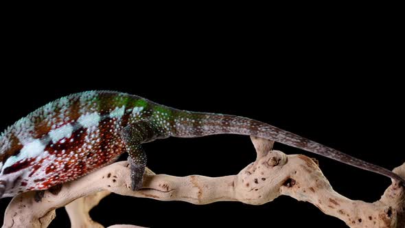 Panther Chameleon Walk Across a Branch