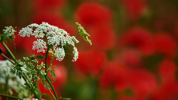 Daucus carota, wild carrot,  and Poppies South of France