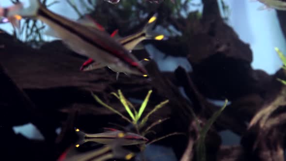 Fish Colony Swimming Underwater